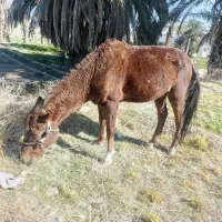 اسب|اسب و تجهیزات اسب‌سواری|سراوان, |دیوار