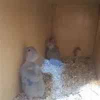 گرینچیک سرلاکی و کوتوله بالغ رنگ خاص|پرنده|بناب, |دیوار