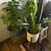 گل تازه و شاداب