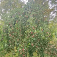 نیازمند گردو تکان هستم.