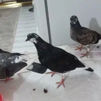 فروش بچه کبوتر|پرنده|تهران, قبا|دیوار