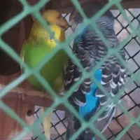 جفت مرغ عشق