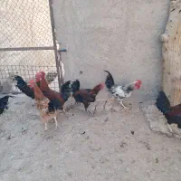 فروش خروس محلی|حیوانات مزرعه|پاکدشت, پاکدشت (مامازند)|دیوار