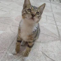 گربه DSH