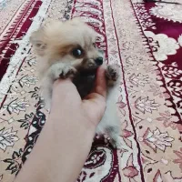 فروش یک سگ پامر خرسی ب فروش میرد|سگ|بم, |دیوار