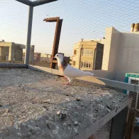 کبوترطوقی هفت رنگ نر|پرنده|شهریار, شهرک وائین|دیوار
