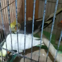 یک جفت عروس هلندی با قفس و وسایل و لانه همراه تخم