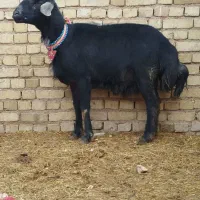 شیشک قوچ قره چال اصل.دوشیره.بره