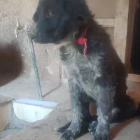 توله نر لاس