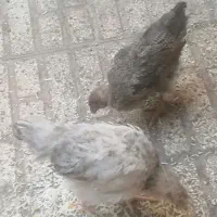 2 تا خروس مرغ