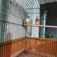 فنچ گلدین|پرنده|قرچک, باقرآباد|دیوار