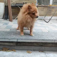 سگ ماده پامر ۲ ساله عروس|سگ|کرج, چمران|دیوار