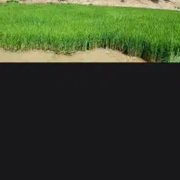 بذر شلتوک (چلتوک پاکوتاه) کامفیروز
