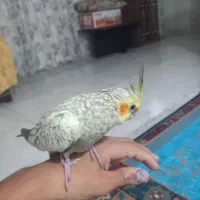 عروس هلندی ماده دو ماهه هست|پرنده|سبزوار, رضوی|دیوار