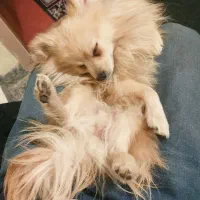 پامر روباهی گمشده.