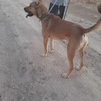 سگ سرابی|سگ|ایجرود, |دیوار