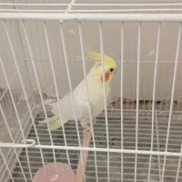 عروس و کوتوله