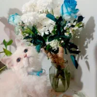 گربه پرشین اصیل