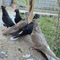 کبوتر نقش|پرنده|مهریز, |دیوار
