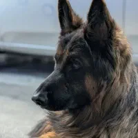 سگ ژرمن|حیوانات|تهران, اتحاد|دیوار