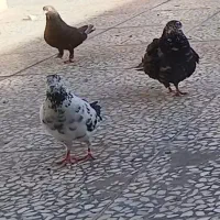 یک عدد ماده سوسکی گم شده