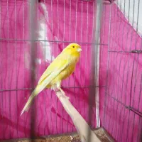 یک عدد قناری نر