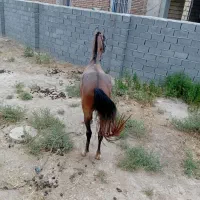 اسب|اسب و تجهیزات اسب‌سواری|آشخانه, |دیوار