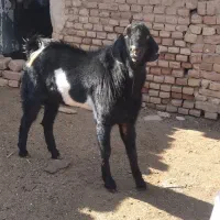 دو عدد کَل افغان مناسب برای داشت|حیوانات مزرعه|آران و بیدگل, |دیوار