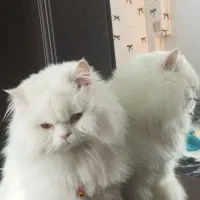 گربه پرشین عروسکی|گربه|ارومیه, |دیوار