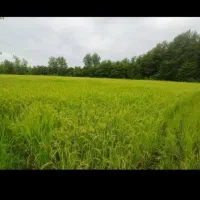 زمین مزروعی فروش فروی