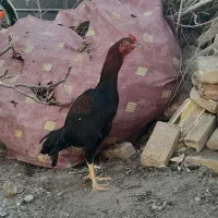 مرغ خروس لاری