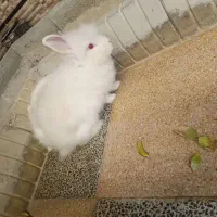 3 عدد خرگوش نر بالغ جوان|موش و خرگوش|قشم, |دیوار