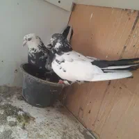 دو جفت کفتر  سوقدیم