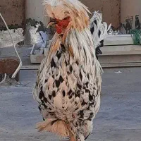 خروس لهستانی نژاد دار اصیل