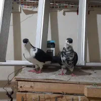 کفتر کلاغدم|پرنده|مشهد, نیزه|دیوار