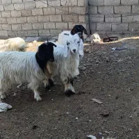 چپیش ماده برای نگهداری|حیوانات مزرعه|اردبیل, |دیوار