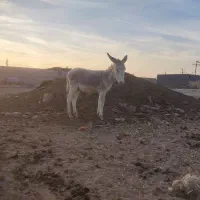 با سلام فروش ۲راس کره خر نر آروم و اصیل|حیوانات مزرعه|مرودشت, رودبال|دیوار