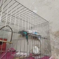 جوجه مرغ عشق از سرلاکی تا بالغ|پرنده|شهرضا, |دیوار