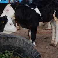 گاو  گوساله سیمنتال نر