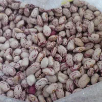 لوبیا چیتی