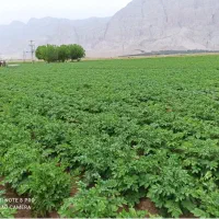 فروش زمین کشاورزی