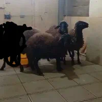 بره قوچ همو زیگوت|حیوانات مزرعه|سنندج, |دیوار