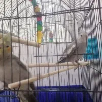 عروس هلندی|پرنده|محمدشهر, ولدآباد|دیوار