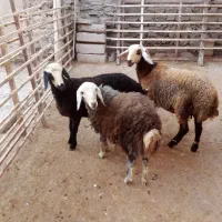 بره نر وماده،قوچ|حیوانات مزرعه|تاکستان, |دیوار