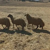 میش داشتی|حیوانات مزرعه|زرنه, |دیوار