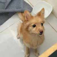 پامر روباهی