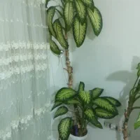 گل دیفن|گل و گیاه طبیعی|سنندج, |دیوار