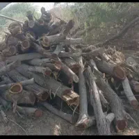 خریدار چوب قطع و هرس درخت|خدمات باغبانی و درختکاری|بندرعباس, |دیوار