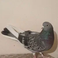 ۳ تا کبوتر شکار