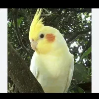 گمشده